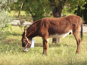 Finca Urlaub Mallorca