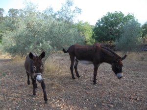 Finca Urlaub Mallorca